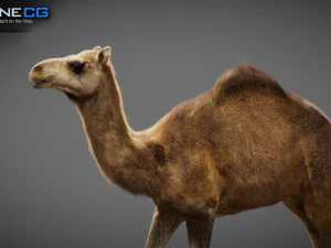 Animated Camel v2 3D Model