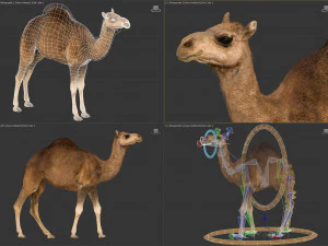Animated Camel v2 3D Model