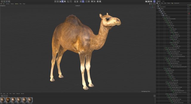 Animated Camel v2 3D Model in Wildlife 3DExport