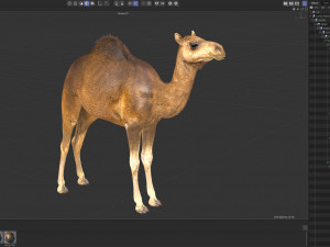 Animated Camel v2 3Dモデル