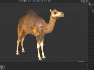 Animated Camel v2 3D Model