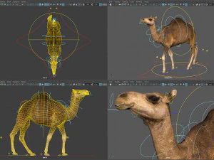 Animated Camel v2 3D Model