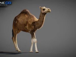Animated Camel v2 3D Model