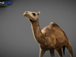 Animated Camel v2 3D Model