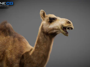 Animated Camel v2 3D Model