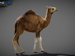 Animated Camel v2 3Dモデル