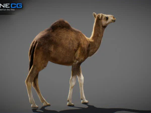 Animated Camel v2 3D Model