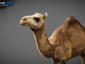 Animated Camel v2 3D Model