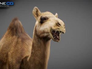 Animated Camel v2 3D Model