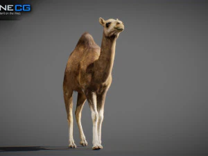 Animated Camel v2 3D Model