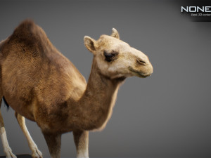 Animated Camel v2 3Dモデル