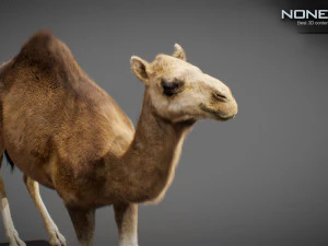 Animated Camel v2 3D Model