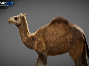 Animated Camel v2 3D Model