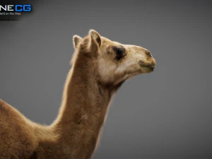 Animated Camel v2 3D Model