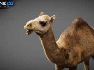 Animated Camel v2 3D Model