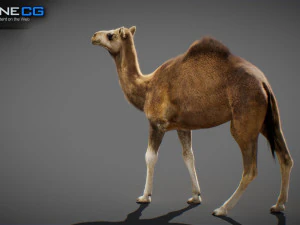 Animated Camel v2 3D Model