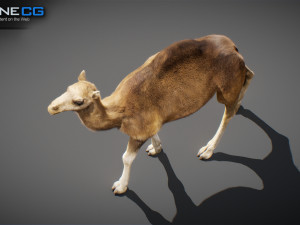 Animated Camel v2 3Dモデル