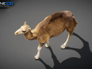 Animated Camel v2 3D Model