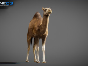Animated Camel v2 3Dモデル