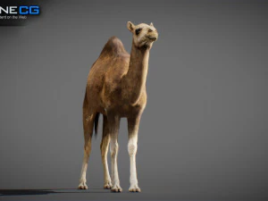 Animated Camel v2 3D Model