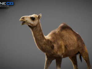 Animated Camel v2 3D Model