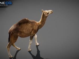 Animated Camel v2 3Dモデル