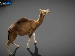 Animated Camel v2 3D Model