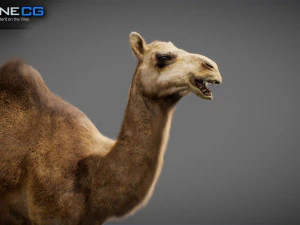 Animated Camel v2 3D Model