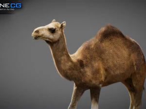 Animated Camel v2 3D Model