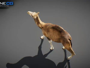 Animated Camel v2 3D Model