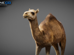 Animated Camel v2 3Dモデル