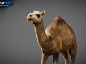 Animated Camel v2 3D Model