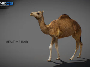 Animated Camel v2 3D Model