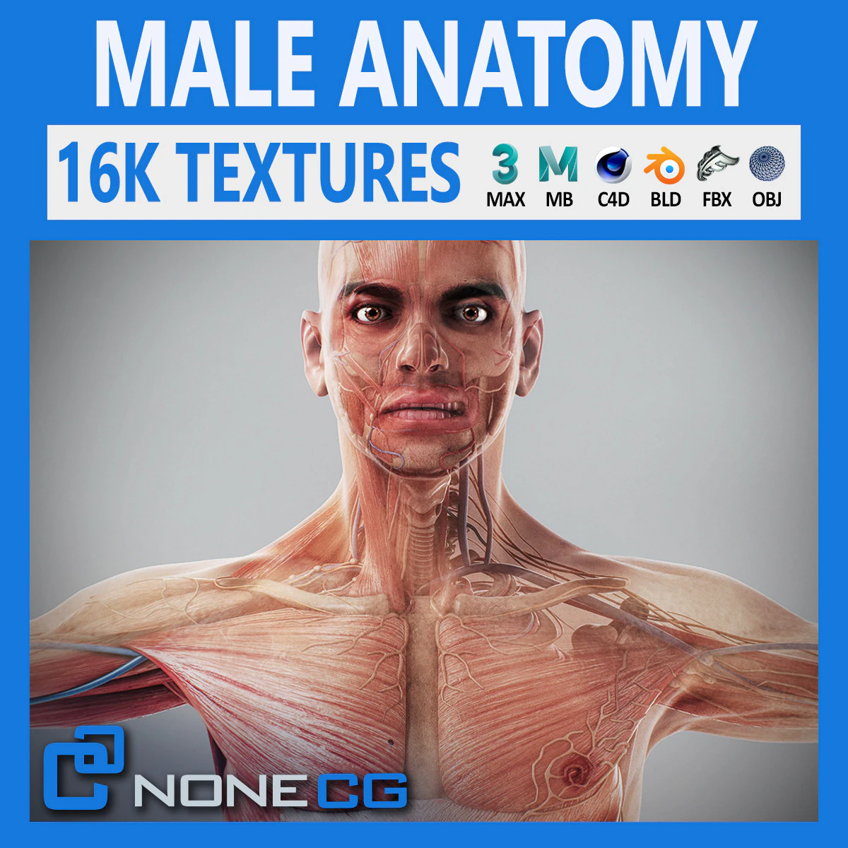 Human Male Anatomy 3D Model .c4d .max .obj .3ds .fbx .stl .blend 
