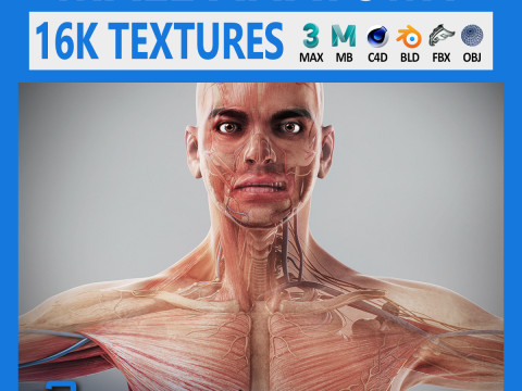 Human Male Anatomy 3D Model