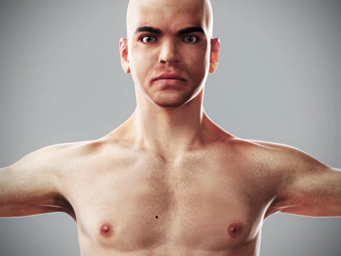 Human Male Anatomy 3D Model