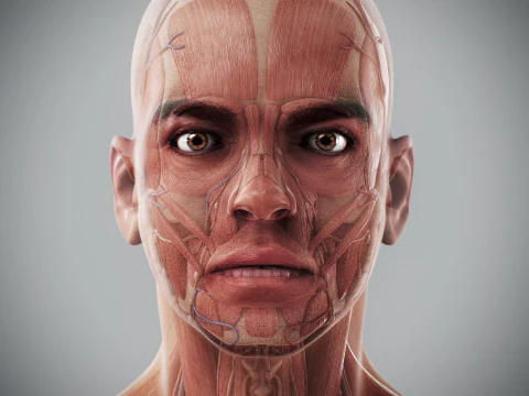 Human Male Anatomy 3D Model