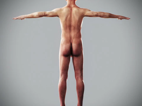 Human Male Anatomy 3D Model