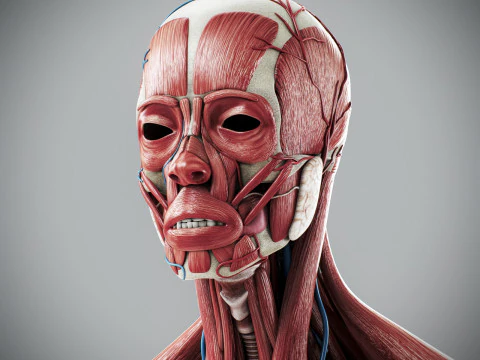 Human Male Anatomy 3D Model