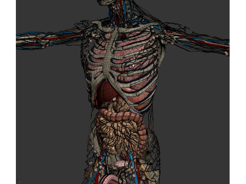 Human Male Anatomy 3Dモデル
