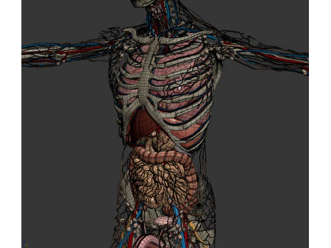 Human Male Anatomy 3D Model