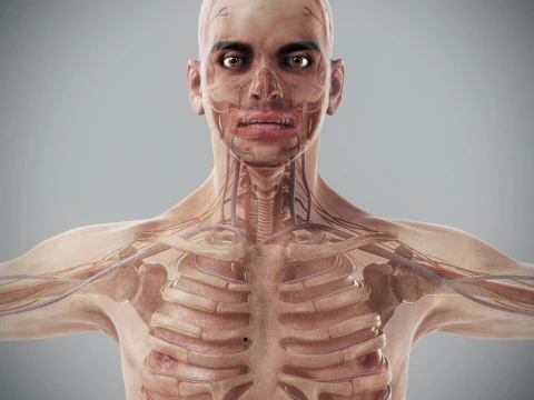 Human Male Anatomy 3D Model