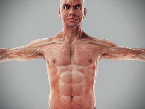 Human Male Anatomy 3Dモデル