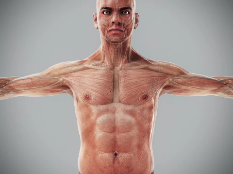 Human Male Anatomy 3D Model