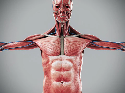 Human Male Anatomy 3D Model