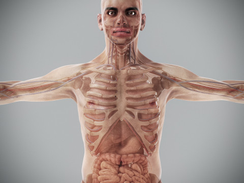 Human Male Anatomy 3Dモデル