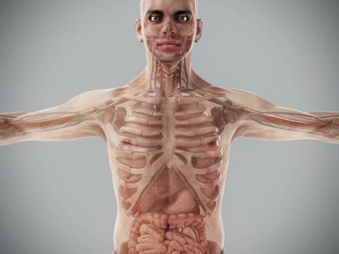Human Male Anatomy 3D Model