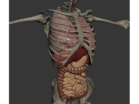 Human Male Anatomy 3D Model