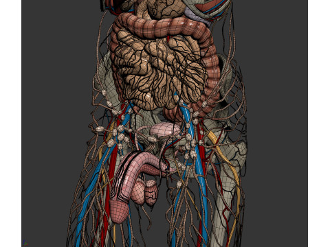 Human Male Anatomy 3Dモデル
