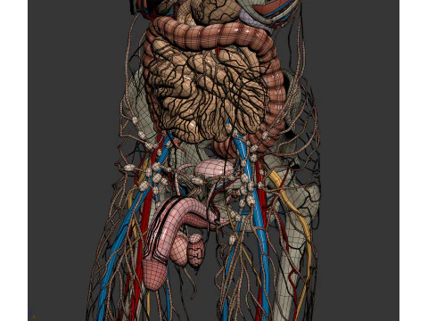 Human Male Anatomy 3D Model